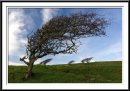 3 trees shot 2 * 910 x 643 * (163KB)